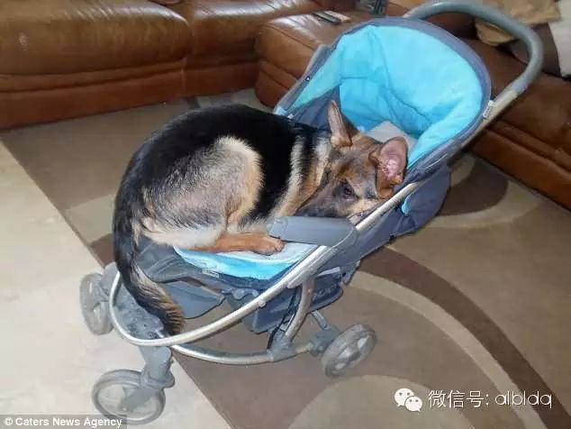 这只狗狗一直以为自己是宝宝，只会吸奶嘴睡婴
