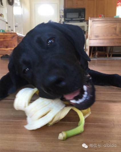 拉布拉多你这个偷香蕉的“狗”贼！一天不吃香