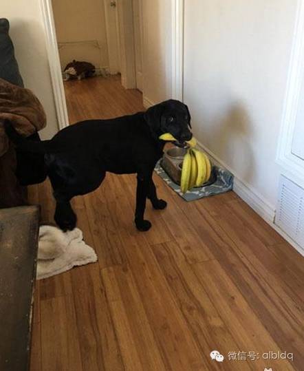 拉布拉多你这个偷香蕉的“狗”贼！一天不吃香