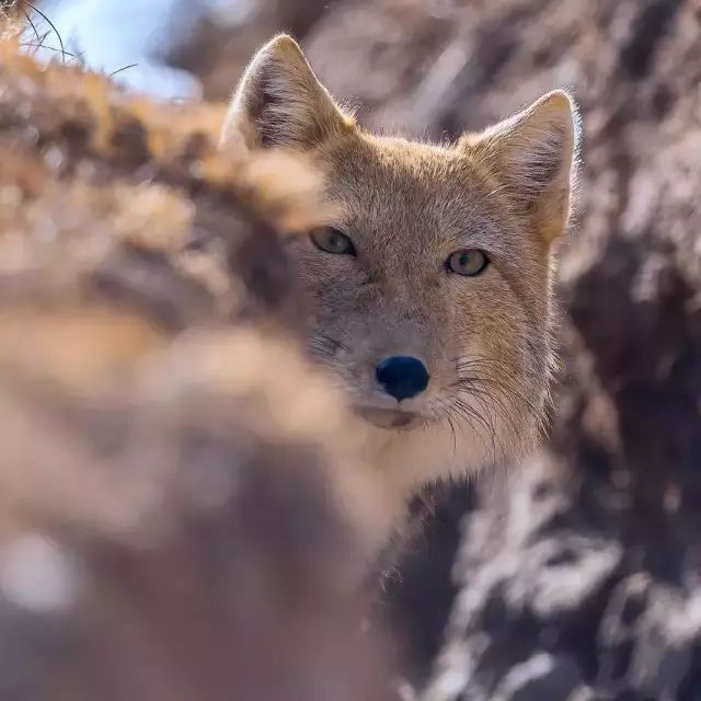 藏狐，小时候简直是另一种生物！