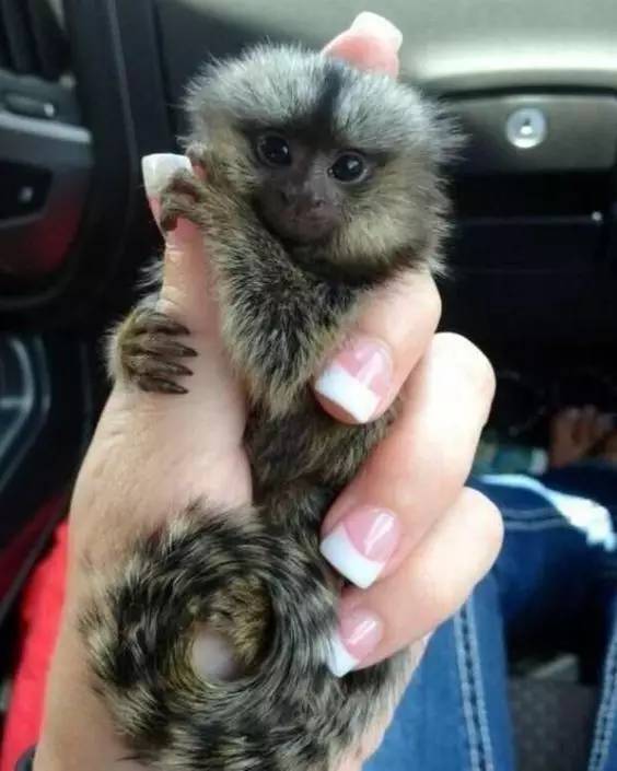 罕见的手指猴照片送给你，真是太可爱了！