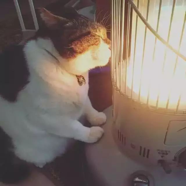 天冷猫咪火炉旁取暖，将其视为灵魂伴侣，因这