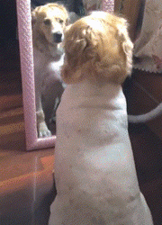 猫狗和镜中的自己过招：简直是双倍的快乐啊！