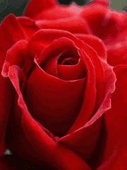 今日五一，51朵玫瑰送给群里所有人！祝你们幸福