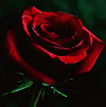 今日五一，51朵玫瑰送给群里所有人！祝你们幸福