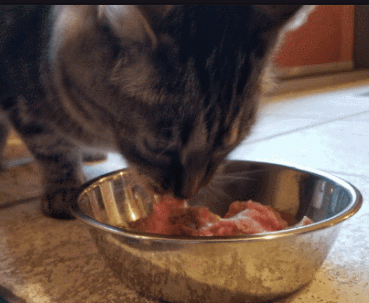 干饭流浪猫偷吃烤串连吃带拿，猫脏俱获也不松口，网友：是馋猫本猫！