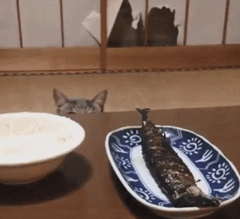 干饭流浪猫偷吃烤串连吃带拿，猫脏俱获也不松口，网友：是馋猫本猫！