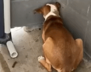 禽兽主人暴虐狗狗，被救后的它发抖、自闭、尿失禁、只敢缩在墙角