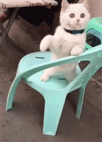 猫在椅子上玩逗猫棒，正玩得嗨的时候，没想到