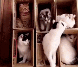 主人给6只猫做了2层纸盒窝，以为它们会乖乖的，
