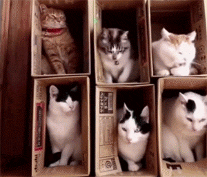 主人给6只猫做了2层纸盒窝，以为它们会乖乖的，