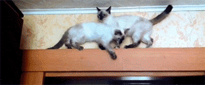 俄罗斯一主人拍到两猫在柜子顶相遇了，但互相