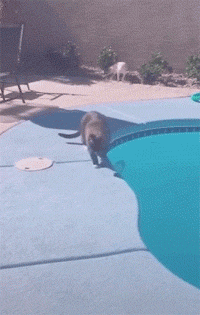这只猫在泳池边喝水，喝完后优雅的离开，可没