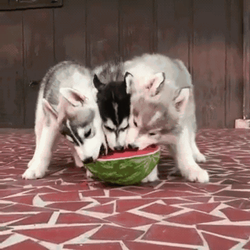 三只哈士奇一起吃一个西瓜，这是有多好吃呢？