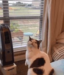 天气太热了，猫咪每天都守在电风扇前