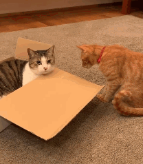 狸猫霸占了箱子，橘猫很不甘心，于是……