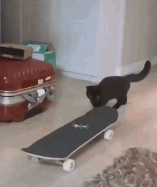 铲屎官买了滑板，自己还没有学会，没想到猫咪先学会了