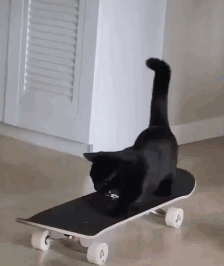 铲屎官买了滑板，自己还没有学会，没想到猫咪先学会了