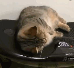 听说抖动能减肥，于是铲屎官把猫咪放到了按摩器上