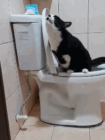 铲屎官偷看猫咪上厕所，发现了不得了的事情