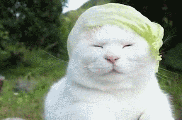 猫咪头顶戴青菜叶，这个形象可以说很川普