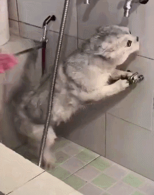 猫咪拒绝洗澡，主人无奈，只好把猫咪五花大绑