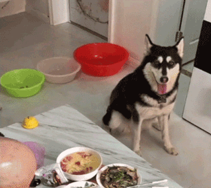 网友让狗子拿碗吃饭，没想到这货居然拖出来了