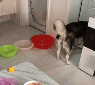 网友让狗子拿碗吃饭，没想到这货居然拖出来了