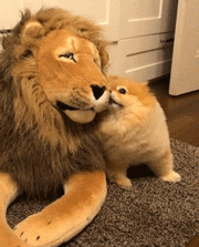 小博美收到大狮子玩具，反应太逗了！