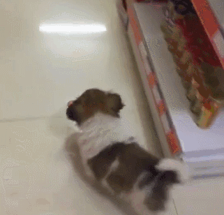 小狗把超市当成自己的家，咬着东西就走......店