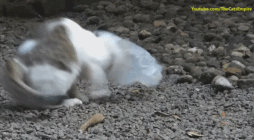 猫咪不小心被塑料袋套住，无助之下伸出援手的
