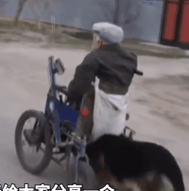 流浪狗被收养后，每天推着轮椅，陪70岁的主人散步