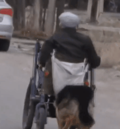流浪狗被收养后，每天推着轮椅，陪70岁的主人散步