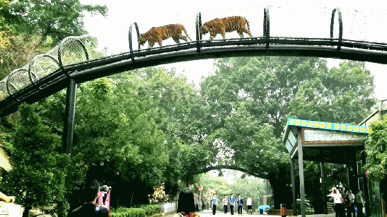 五万游客打卡点赞动物园"大猫通道”！
