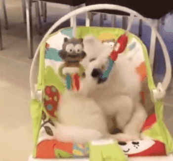 网友给宝宝买了一个婴儿座椅，小萨摩看见后……