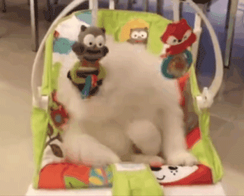 网友给宝宝买了一个婴儿座椅，小萨摩看见后……