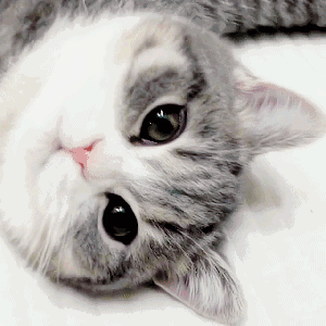 网友以为自家猫咪天生眼睛小,直到有一天它...网友:你睡了十年到现在才醒吗?