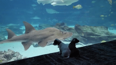 水族馆因疫情没人，两只小狗狗兴奋包场：这些鱼可以吃吗？