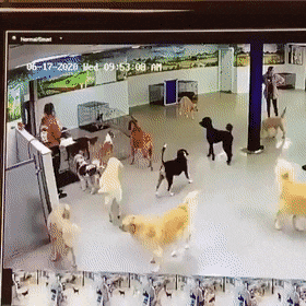 当有人在宠物店里摔了一跤后，所有的狗狗瞬间围了上来...
