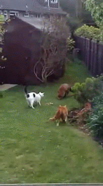 被三只恶狼死死围住，猫咪勇敢将对方击退，保护主人安全！