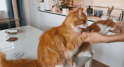 会握手又会陪你做饭的猫咪，帮助主人吸粉无数，这是神仙不是猫！