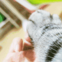 据说每吃一个山竹世界上就会少一个猫爪