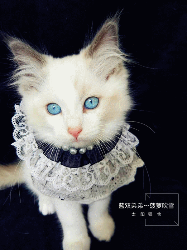 这只猫咪迷人的双眼，好让人沉醉！(4)