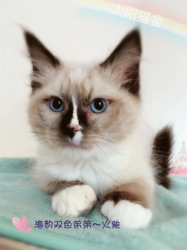 这只猫咪迷人的双眼，好让人沉醉！(4)