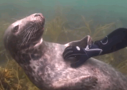 野生海豹游向潜水员求按摩，动作和狗狗一模一样，真的要萌化了！