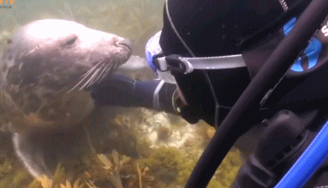 野生海豹游向潜水员求按摩，动作和狗狗一模一样，真的要萌化了！
