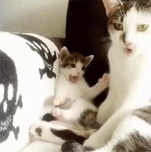 猫妈妈教小奶猫洗刷刷，小猫咪你要加油呀！