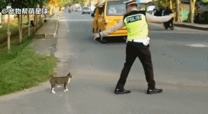 这位警察看到流浪猫要过马路，于是...
