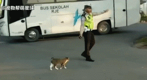 这位警察看到流浪猫要过马路，于是...