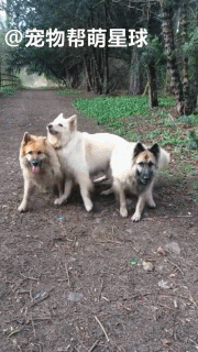 三只狗狗和主人玩丢树枝，竟然用这种方式捡回